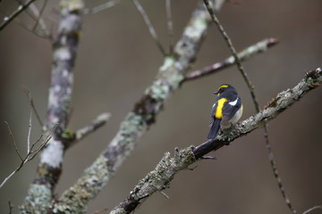 キビタキ,スズメ目,ヒタキ科,ヒタキ亜科
