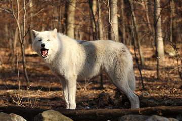 North American Gray Wolf