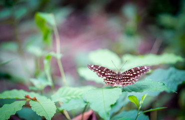 butterfly on the green leaf with vignette tone