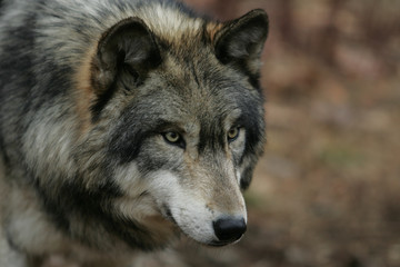 North American Gray Wolf