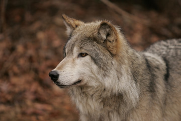 Naklejka na ściany i meble North American Gray Wolf