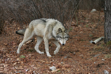 North American Gray Wolf