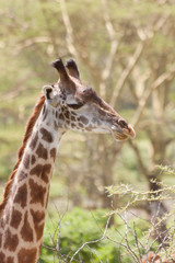 Giraffe (Giraffa camelopardalis) head in profile and long neck close up view against fuzzy acacia tree background. Serengeti National Park, Great Rift Valley, Tanzania, Africa.
