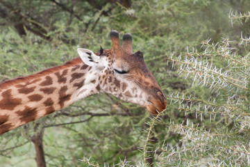 Giraffe (Giraffa camelopardalis) head in profile and long neck close up view against fuzzy acacia tree background. Serengeti National Park, Great Rift Valley, Tanzania, Africa.