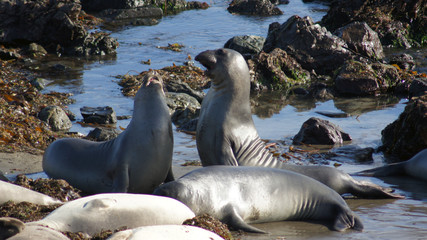 Fototapeta premium SAN SIMEON, UNITED STATES - OCTOBER 7th, 2014: Elephant Seal Vista Point at Highway No. 1 or Pacific Coast Hwy