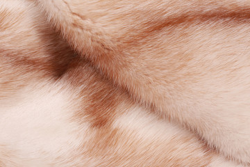 Obraz premium fur mink