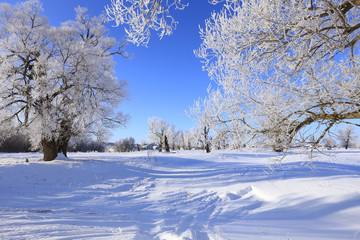 Fototapeta premium oaks in hoarfrost