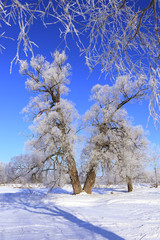 oaks in hoarfrost