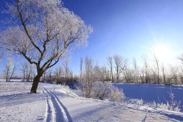 oaks in hoarfrost