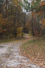 road in autumn forest
