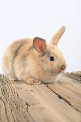 Fototapeta premium bunny rabbit