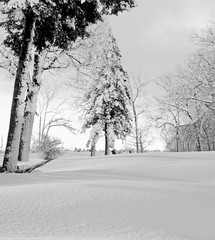 Winter Forest Entry