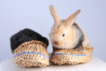 two rabbits in bast shoes