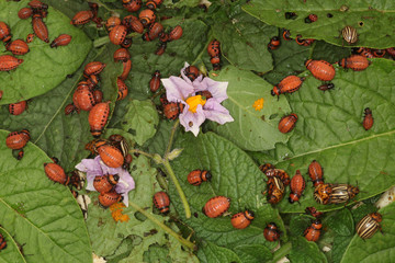 bunch of Colorado beetles and larvae