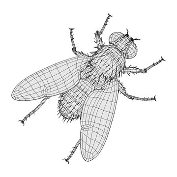 2d cartoon illustration of musca domestica