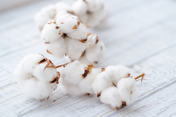 Delicate white cotton flowers on a wooden board