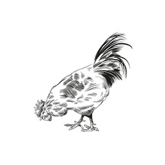 Hand drawn rooster sketch element design. Vector illustration