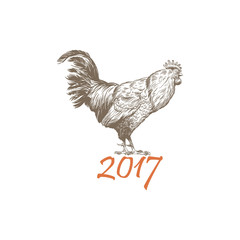 Fototapeta na wymiar Hand drawn rooster sketch element design. Vector illustration