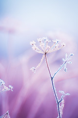delicate openwork flowers in the frost. Gently blue frosty natural winter background. Beautiful winter morning in the fresh air. Soft focus.
