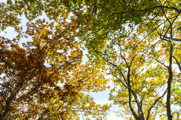 Beautiful color park with colorful trees up risen view