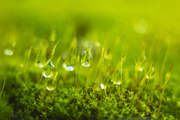Blurred moss and dew drops background
