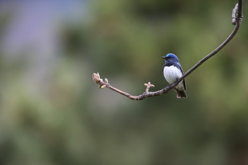オオルリ,スズメ目,ヒタキ科,オオルリ属