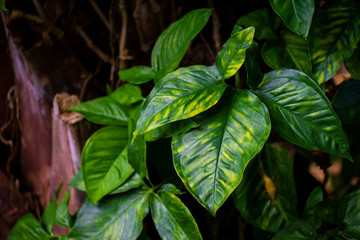 Branch with green leaves