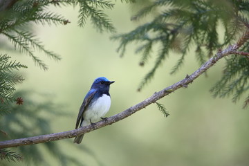 オオルリ,スズメ目,ヒタキ科,オオルリ属