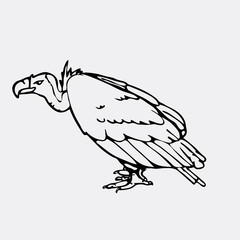 Hand-drawn pencil graphics, vulture, eagle, osprey, falcon, hawk, scavenger.