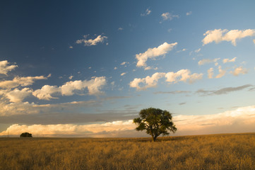 Pampas landscape, Argentina