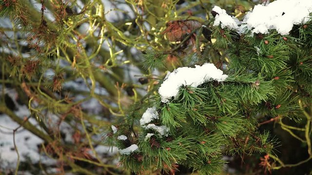 Green pine tree covered with snow dancing on the wind during winter.