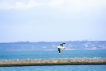 Fototapeta na wymiar Flying seagull on the sea background