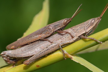  Grasshoppers mating