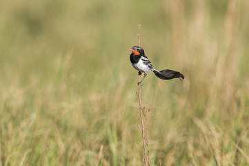 Strange-tailed Tyrant ,Alectrurus risora, Ibera Marshes, Corrientes Province, Argentina