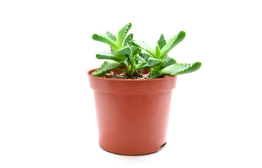 Faucaria succulent plant in flowerpot