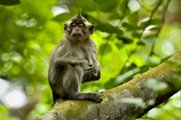 Fototapeta premium MAURITIUS wildlife - Macaque monkey (macaca fascicularis) in forest
