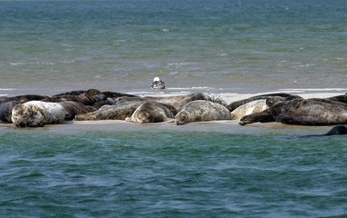 Fototapeta premium Seals hauled out on beaches in the Atlantic Ocean