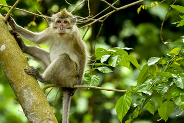 MAURITIUS wildlife - Macaque monkey (macaca fascicularis) in forest