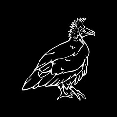 Hand-drawn pencil graphics, vulture, eagle, osprey, falcon, hawk, scavenger.
