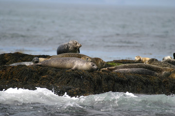 Seals hauled out on beaches in the Atlantic Ocean