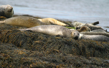 Fototapeta premium Seals hauled out on beaches in the Atlantic Ocean