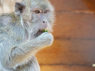 monkey see monkey doo