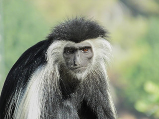 Colobus monkey