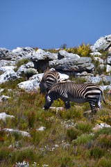 Fototapeta na wymiar Cape Mountain Zebra