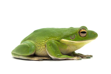 frog white isolated