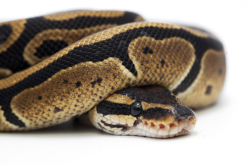 snake white isolated