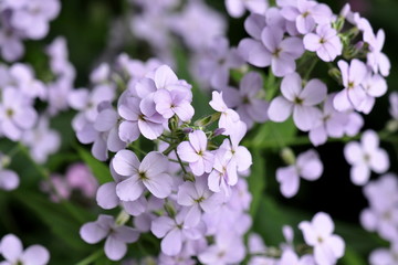 Closeup on purple gilliflower Hesperis matronalis