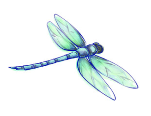 Painted Dragonfly