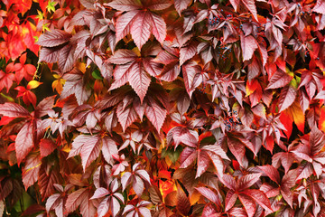 Red virginia creeper leaves background. Beautiful autumn foliage. Beautiful Fall.