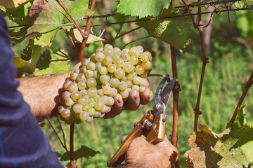 Farmer with scissors cuts a large bunch of grapes in the sunny valley. Rural area with vineyards